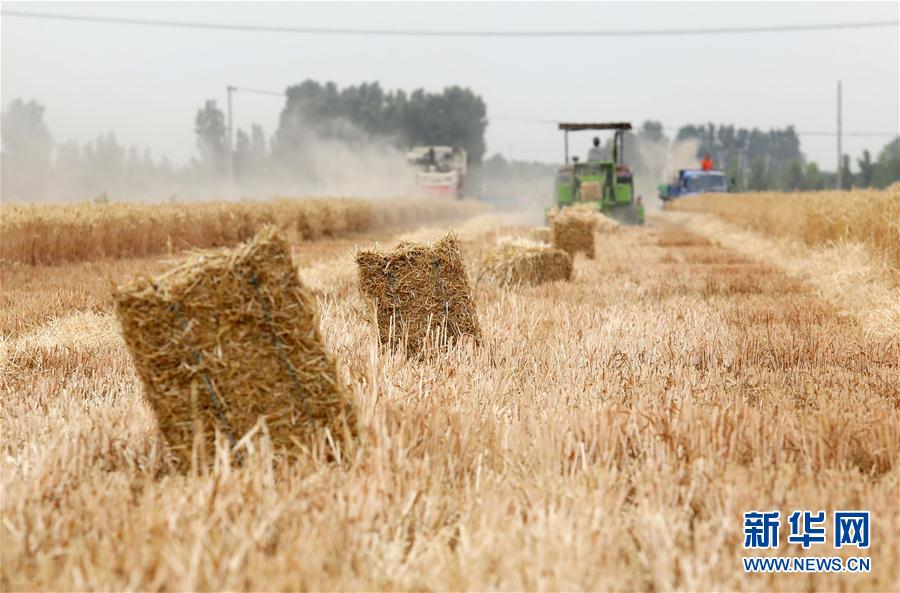 #(經濟)(1)河北行唐:秸稈回收再利用 變廢為寶促增收