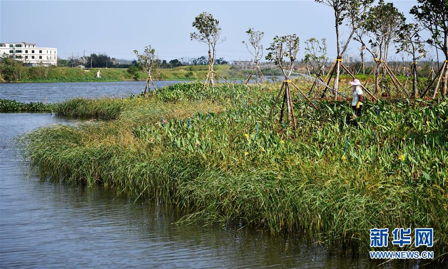 （環(huán)境）（4）?？诮瓥|新區(qū)生態(tài)修復(fù)